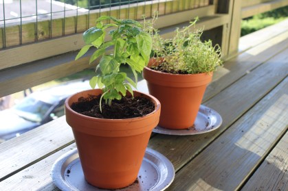 famers market, Burlington, basil, thyme, herbs, herb garden, homegrown, local, organic, investment, foodie