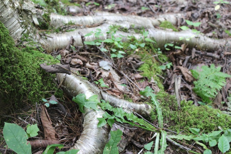 Stowe Pinnacle Trail, Stowe, Vermont, hiking, mountain hiking, mountains, The Adirondack Mountains, Adirondack, New York, Green Mountain State, outdoors, summer activities, summer hikes, Lake Champlain