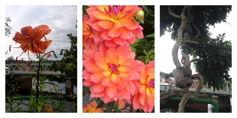 Bridge of Flowers, Shelburne Falls, Massachusetts, local attractions, outdoor parks, pedestrian getaways, gardens, gardening, flowers, New England