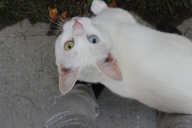 Vermont, Green Mountain State, stray, cats, kitten, cat, kitty, Burlington, Old North End, neighborhood, grumpy cat