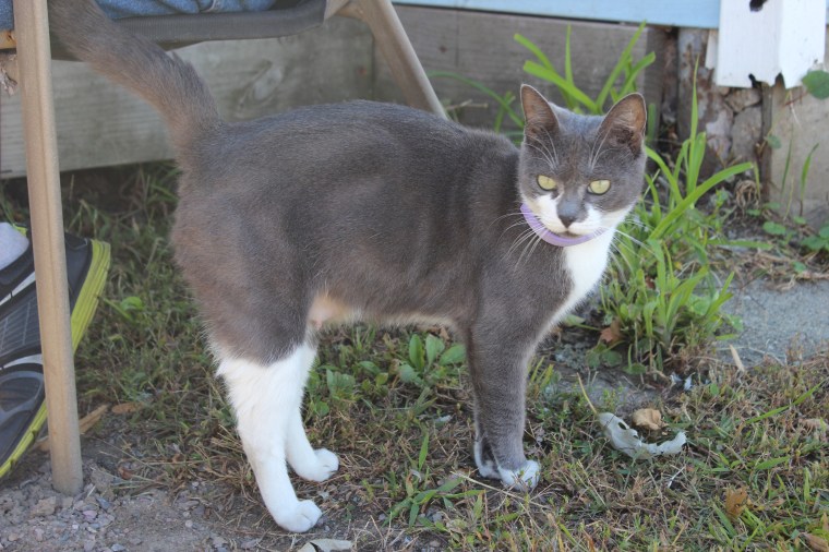 Vermont, Green Mountain State, stray, cats, kitten, cat, kitty, Burlington, Old North End, neighborhood, grumpy cat