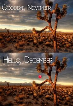 Winter in Phoenix Arizona desert