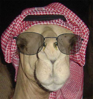 camel desert tourist Phoenix Arizona