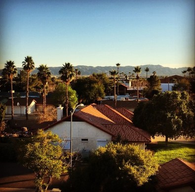 Winter Green Palm Trees in Phoenix