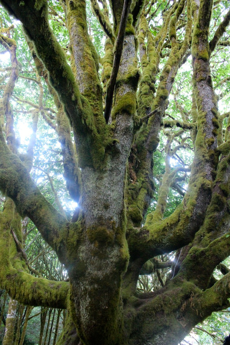 Moss covered trees in Olympic Park, Washington