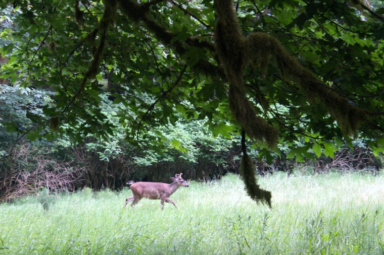 Young Elk in Washington