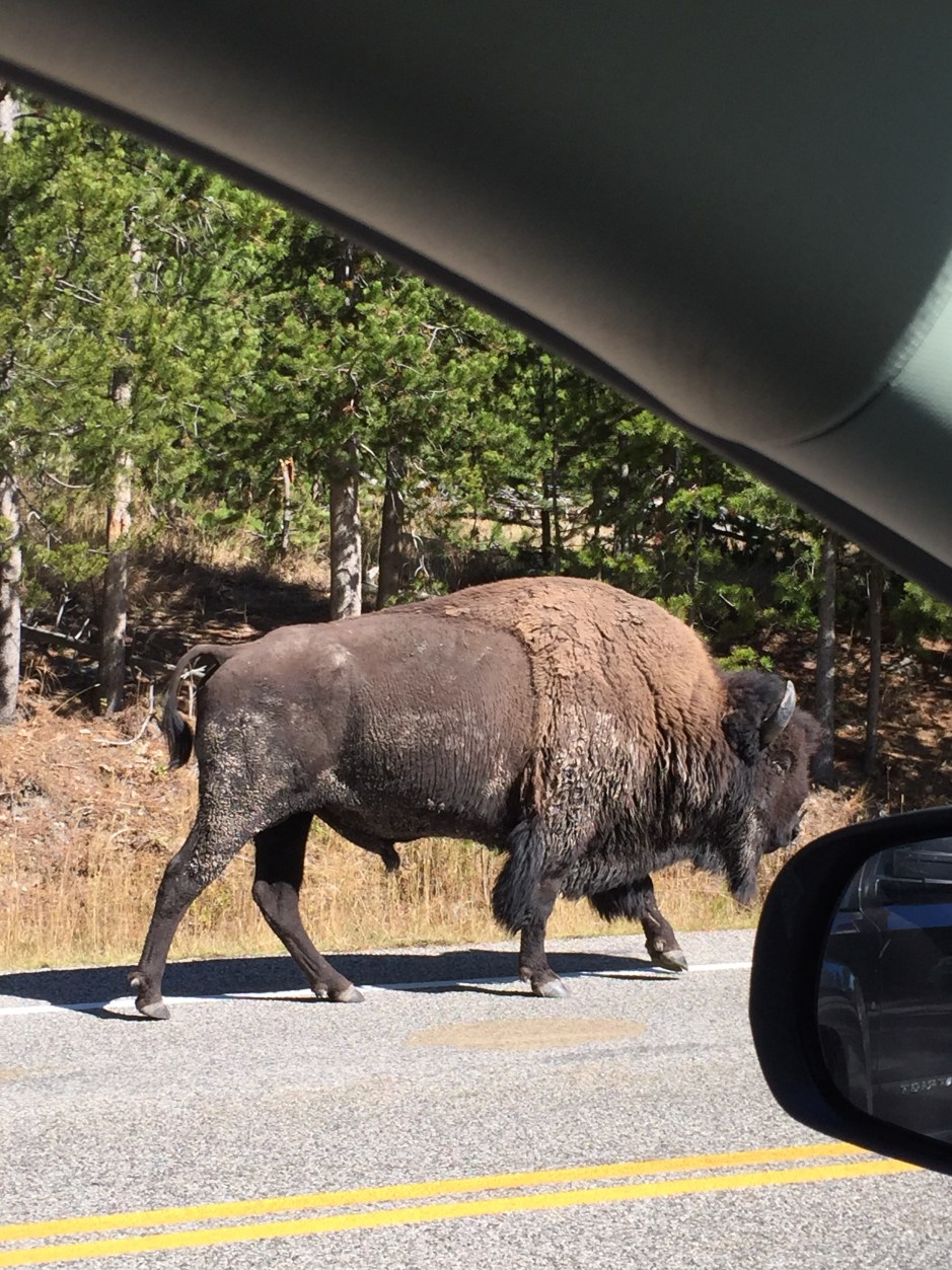 Bison in Yellowstone National Park