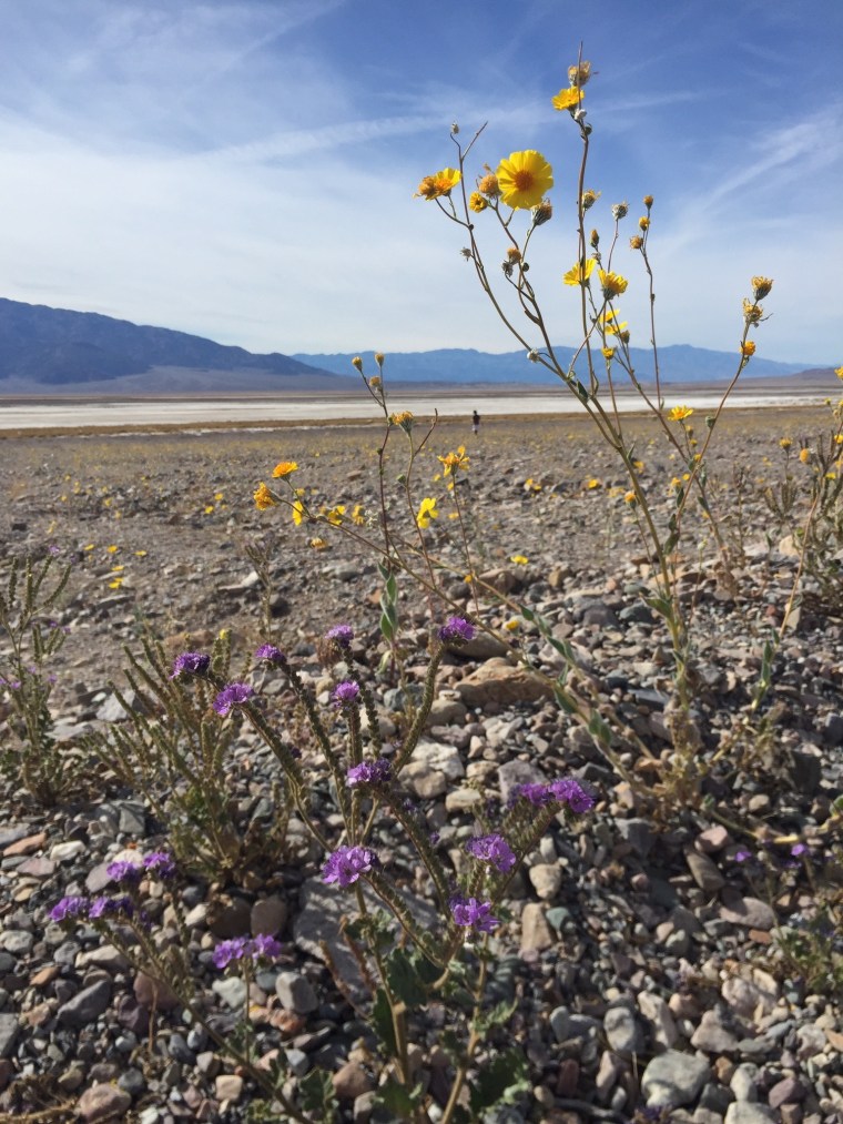 Desert Gold and Notch-leaf Phacelia (Phacelia crenulata) Wildflowers