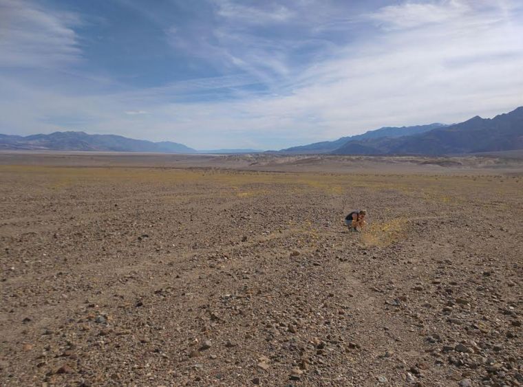 Death Valley Super Bloom 2016