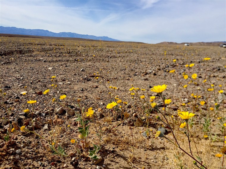 Death Valley Super Bloom Desert Gold