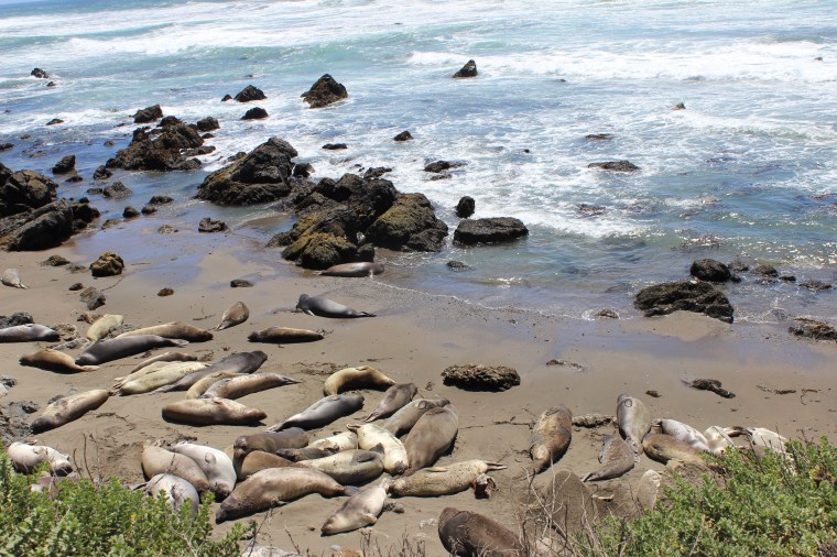 Elephant Seals in Piedras Blancas off the Pacific Coast Highway
