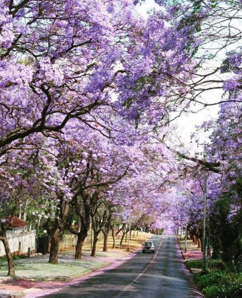 Jacaranda Trees Johannesburg South Africa Pretoria